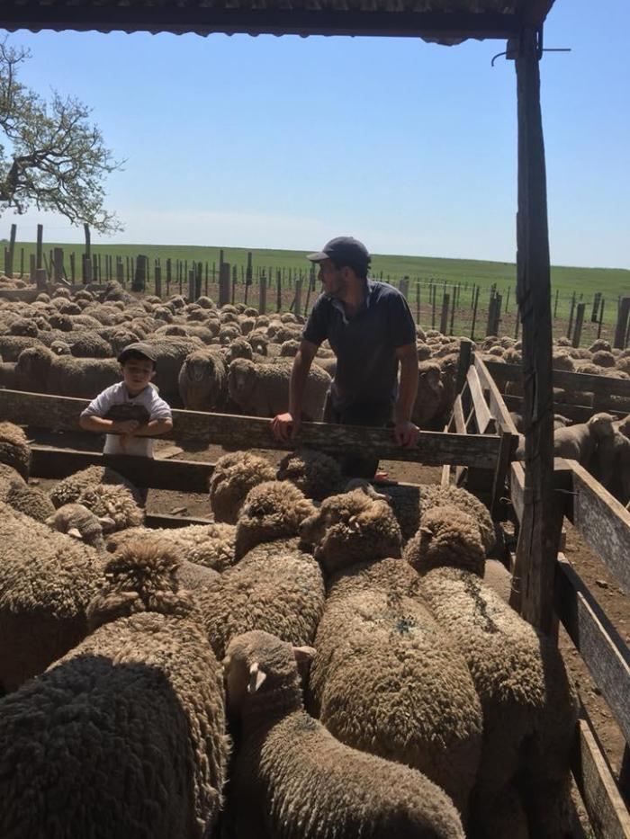 imagen de joven rural con ovejas