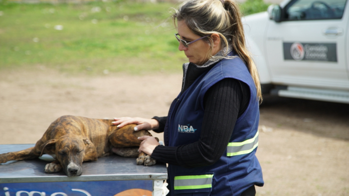 Atención veterinaria a animales Atención veterinaria a animales