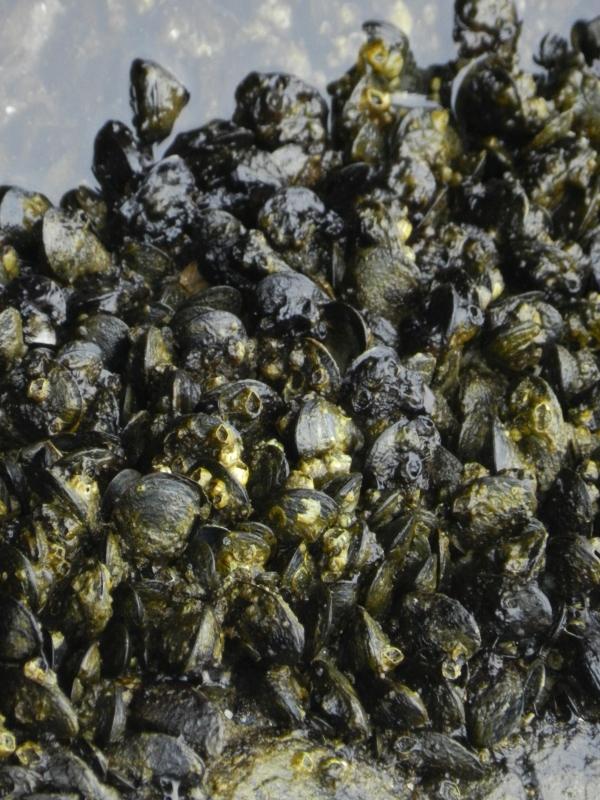 Mejillones