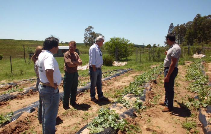 Productores de sandía de Rivera