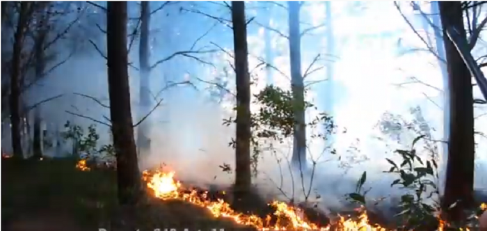 Incendio forestal