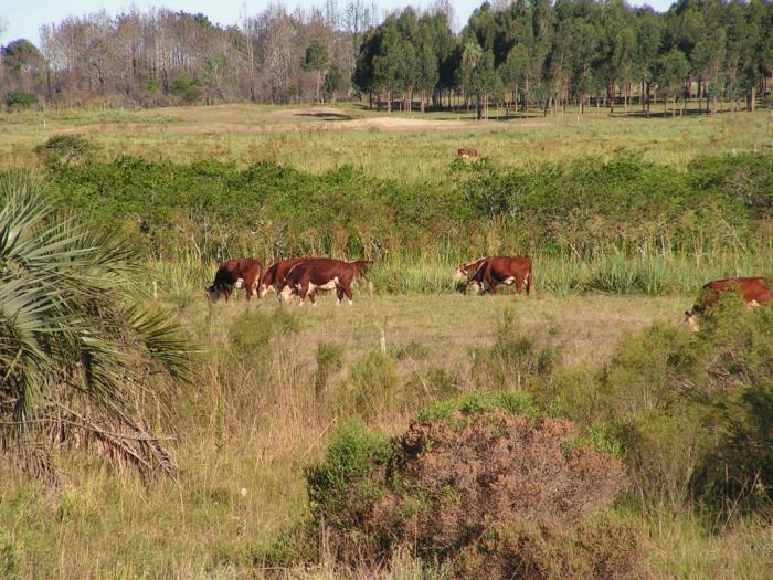 Brucelosis bovina
