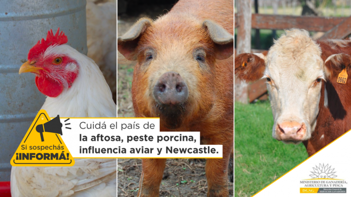 Banner para Twitter de la campaña "Si sospechás, informá" Cuidá el país de la aftosa, peste porcina, influenza aviar y Newscastle