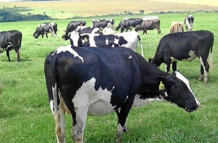 Vacas lecheras Vacas lecheras