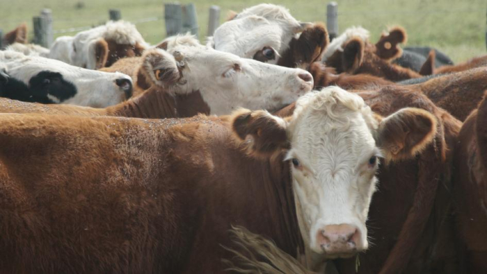 Vacas