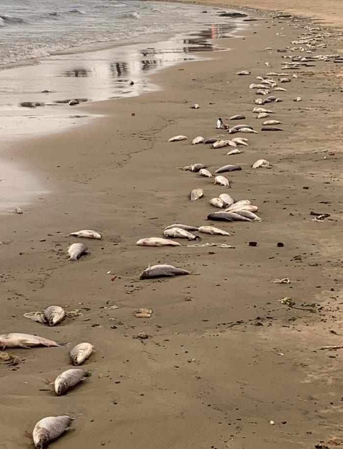 Mortandad de peces