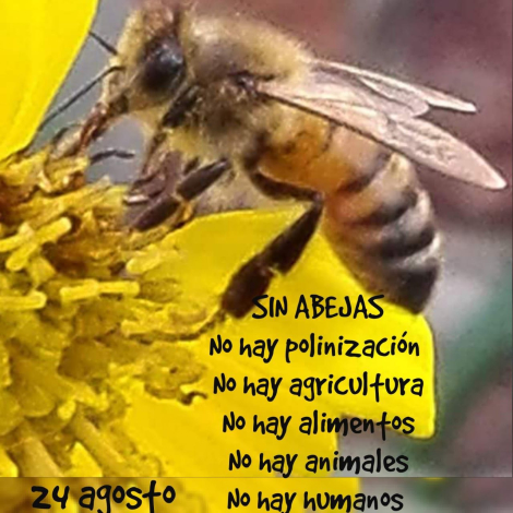 abejas 