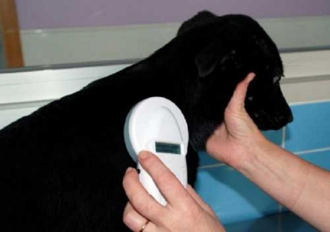 Lector de chip Lector de chip