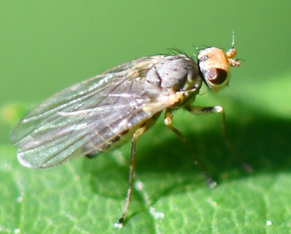 Phytomyza rufipes Mosca barrenadora de colza