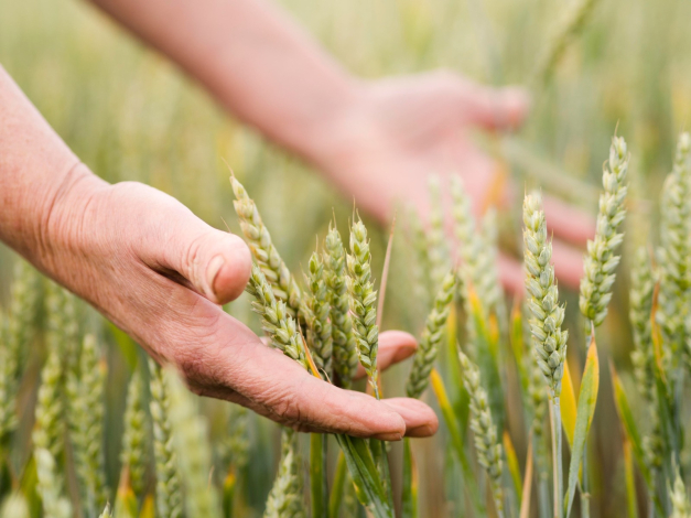 16 de octubre, Día Mundial de la Alimentación