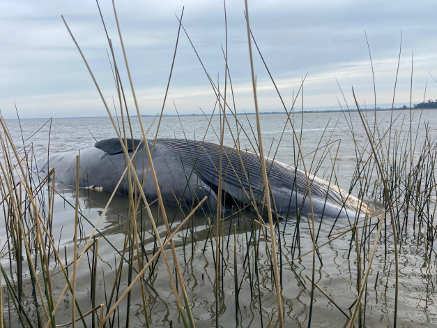 ballena ballena