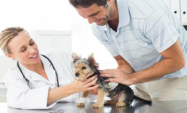 Veterinarios