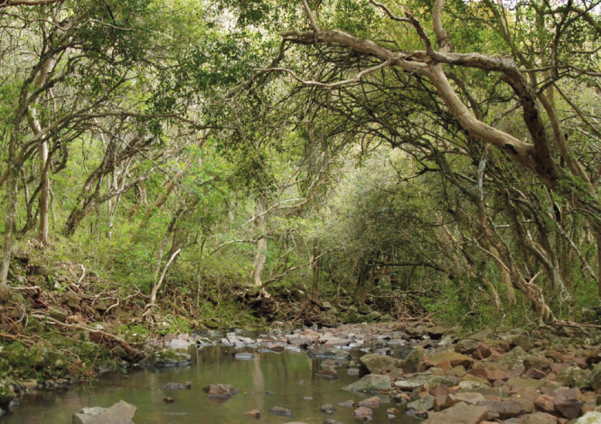 Bosque nativo