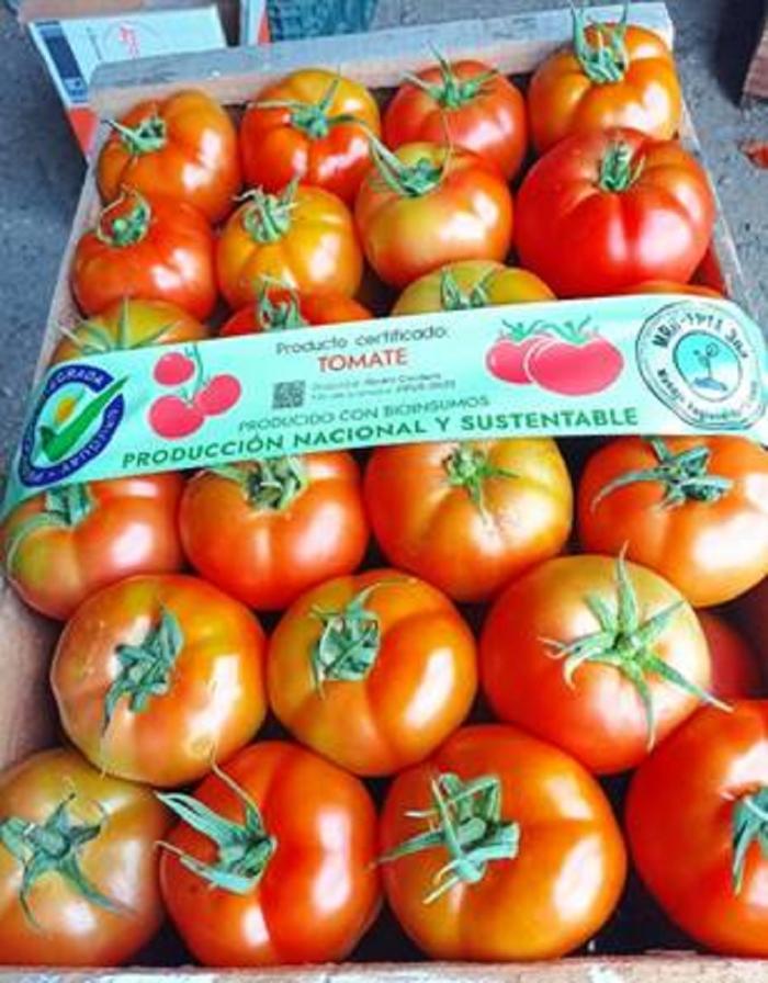 tomates certificados