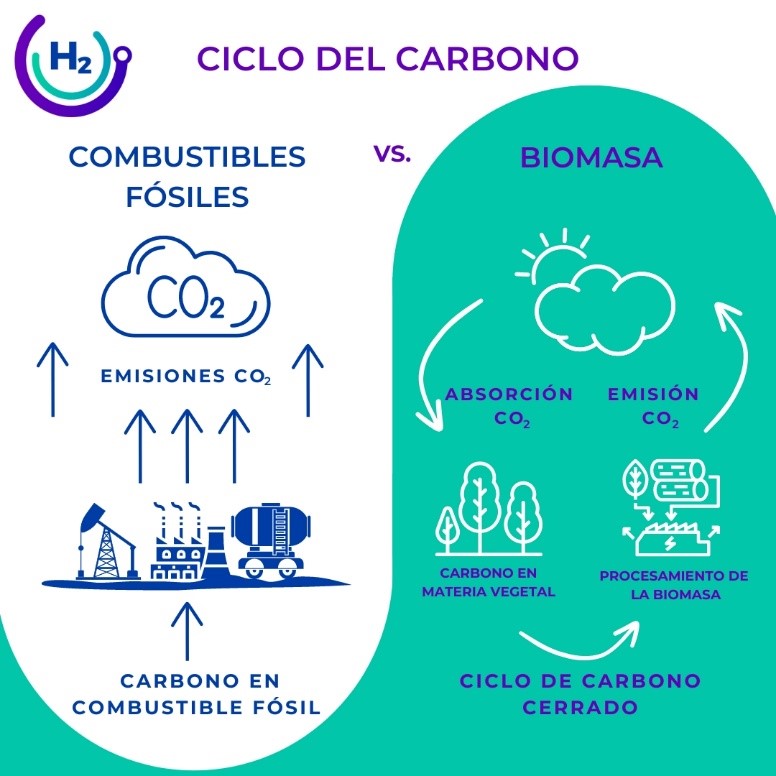 ciclo del carbono