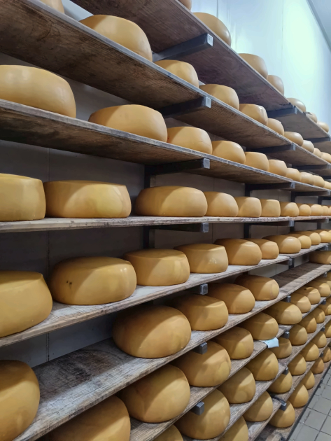 Hormas de queso estacionadas en depósito, ordenadas en estanterías