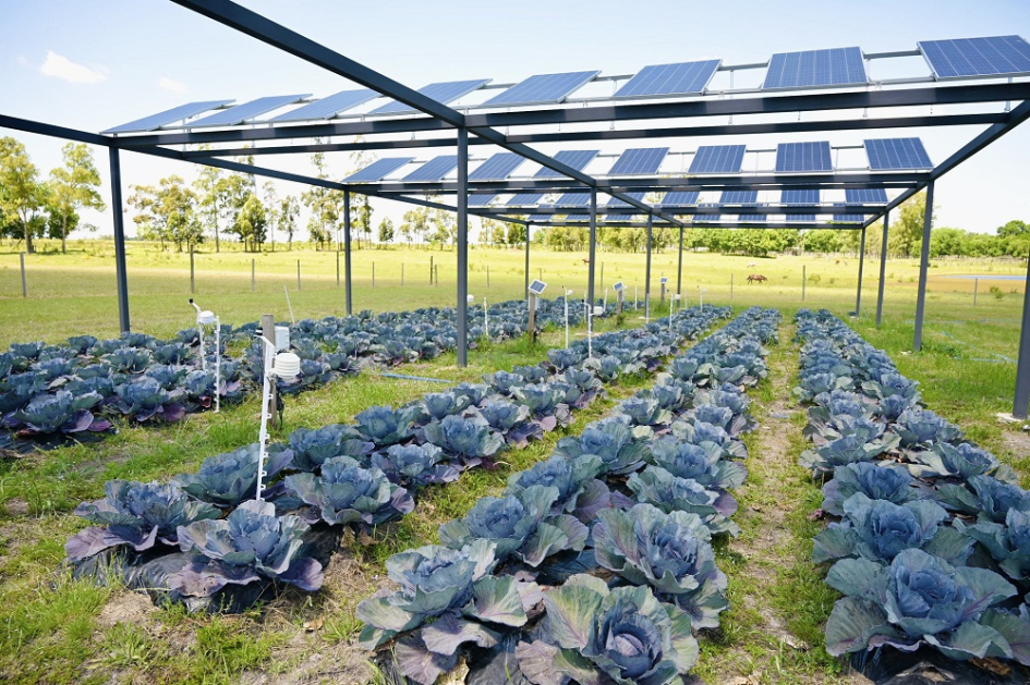 Paneles fotovoltaicos y plantación