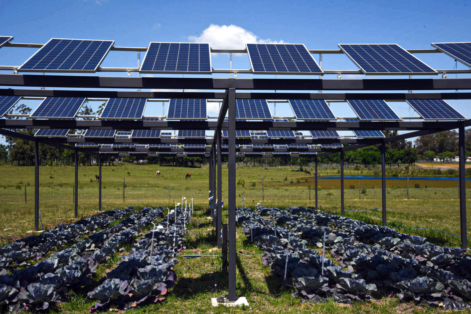 Paneles fotovoltaicos y cultivos