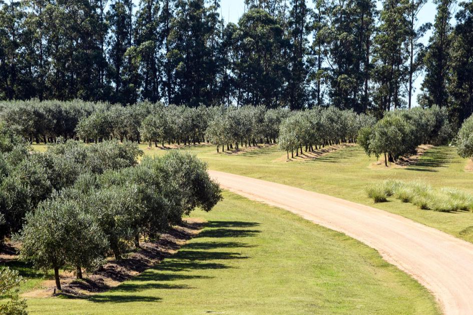 Campos de cultivos de olivos
