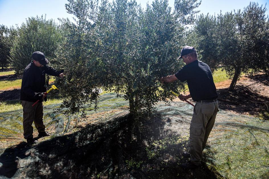 Trabajadores llevando adelante la cosecha de la oliva