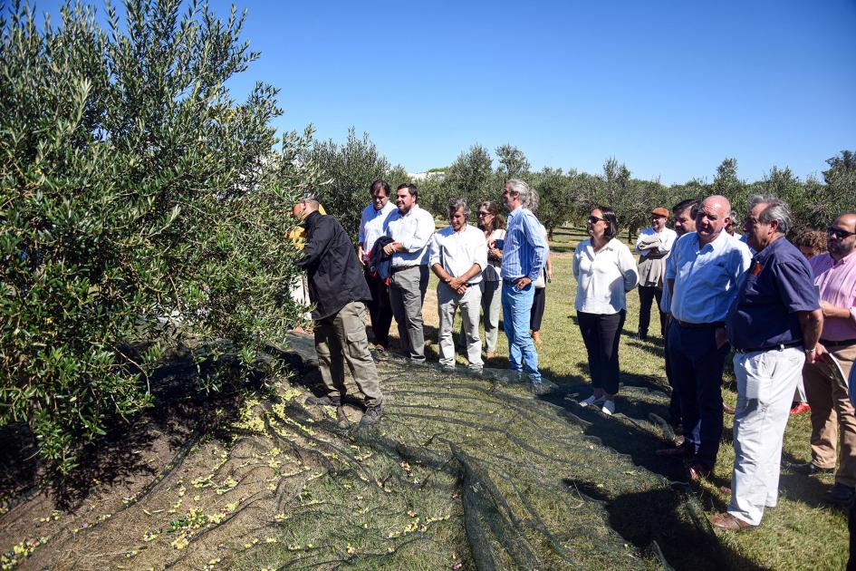 Autoridades nacionales presencian la primera cosecha de la oliva