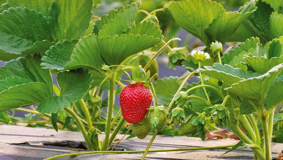 foto frutilla imagen