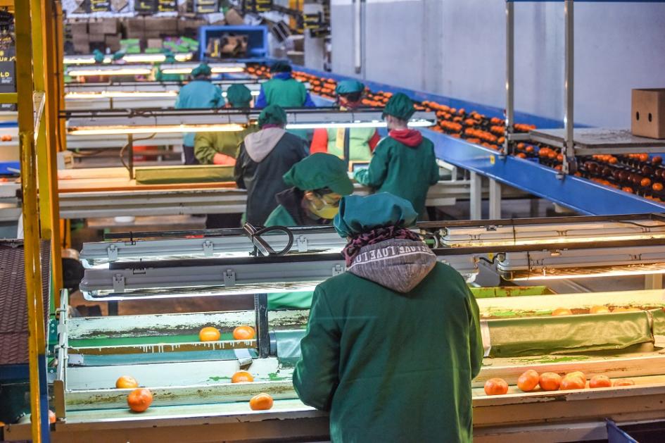 Planta industrial con personas haciendo selección de cítricos que pasan por cintas