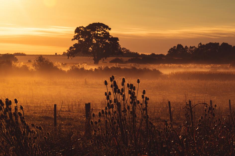 Foto de difusión de "La fuerza de la tierra" Foto de pradera al amanecer