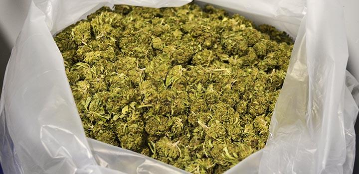 Flores de cannabis Flores de cannabis