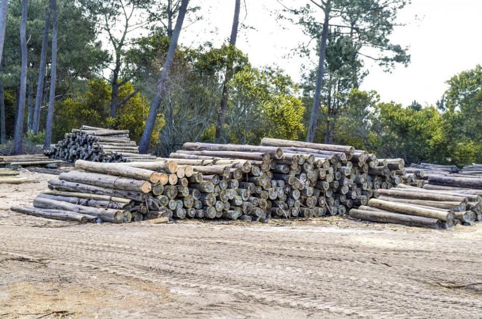 Planta de madera Madex