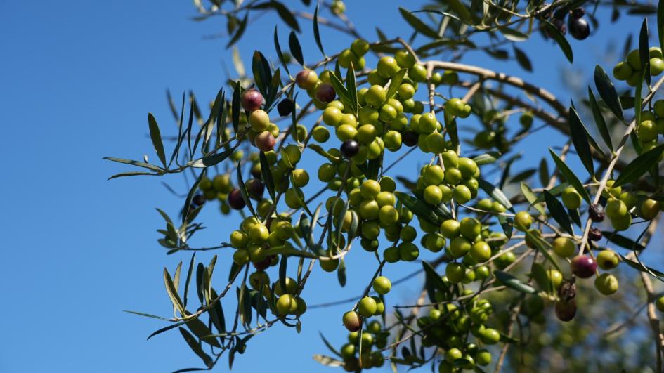 Olivo Rama de olivo cargado de aceitunas