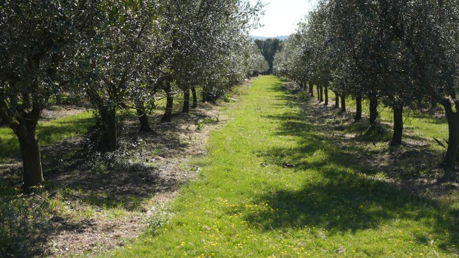Olivos Campo de olivos