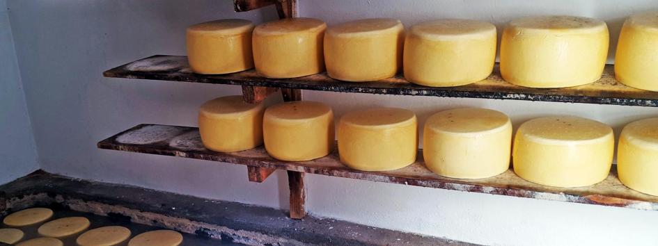 UTE aprobó beneficios para tambos e industrias lácteas