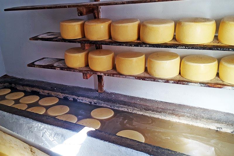 UTE aprobó beneficios para tambos e industrias lácteas