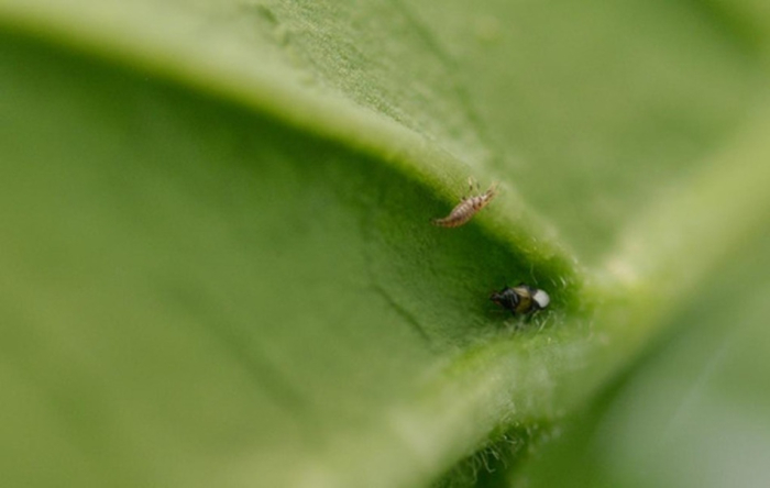 Bioma propone control biológico basado en biodiversidad nativa Imagen de insectos en hoja de planta