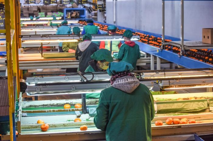 Planta industrial alimentaria Planta industrial con personas haciendo selección de cítricos que pasan por cintas