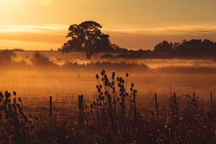 Foto de difusión de "La fuerza de la tierra" Foto de pradera al amanecer