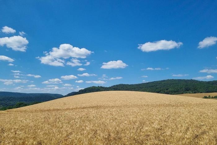 Campo con tonalidades amarillas y verdes, bajo un cielo celeste con algunas nubes