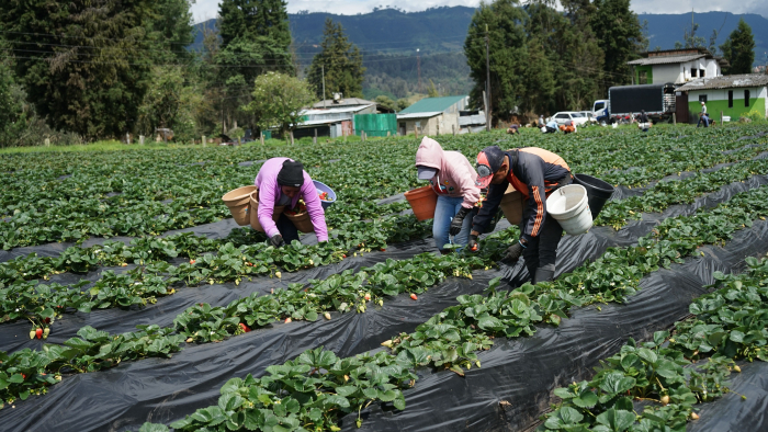 Tres personas trabajando la tierra