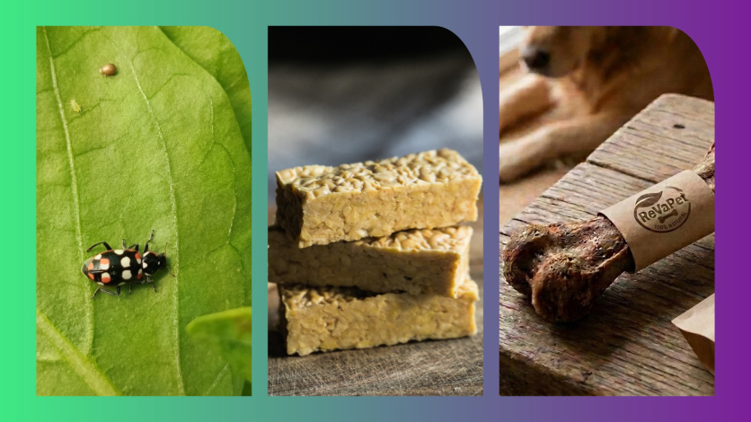 Collage de tres fotos: insecto en una hoja, tempeh y alimento para mascotas
