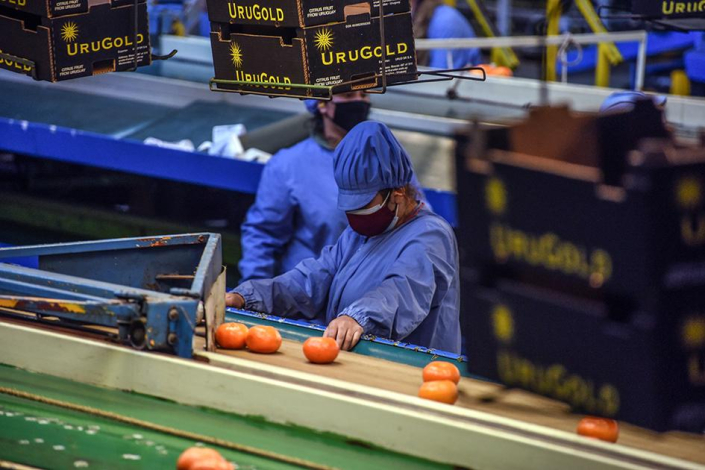 Personas que visten túnicas y gorros azules trabajan con naranjas en una planta industrial