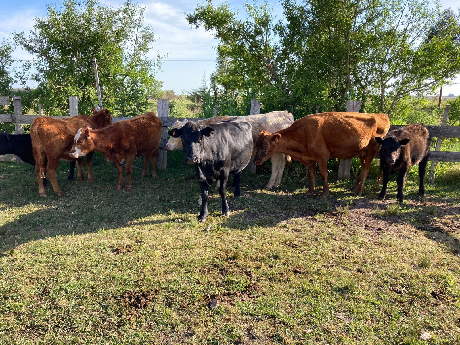 mas vacas