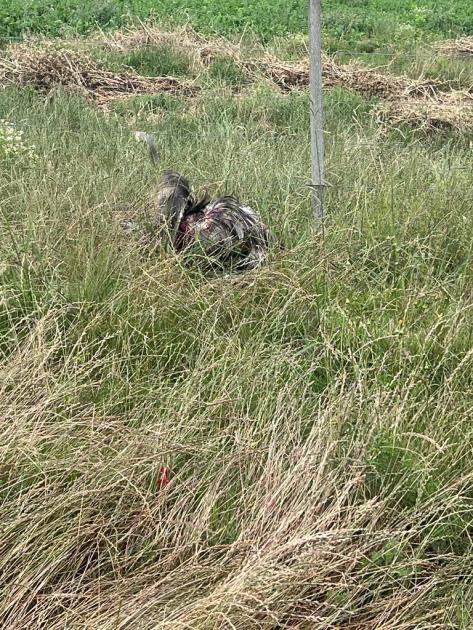 Ñandú herido por perro