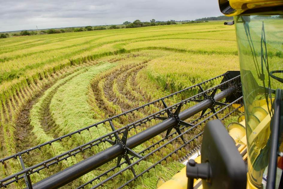 inauguración oficial de la cosecha de arroz 2026