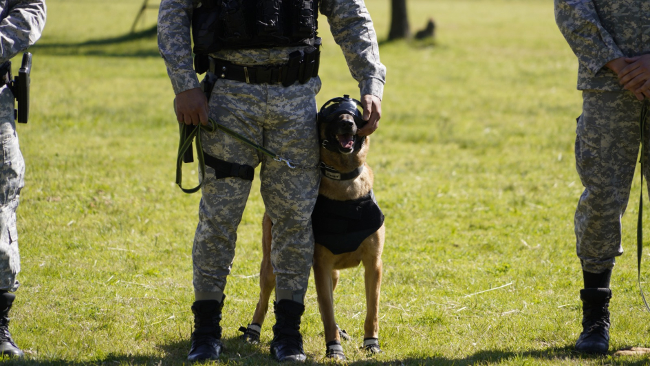 canes de la Unidad Táctica k9 canes de la Unidad Táctica k9