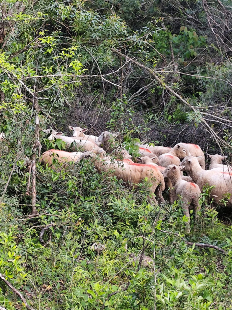 ovejas recuperadas e incautadas por la Policía 