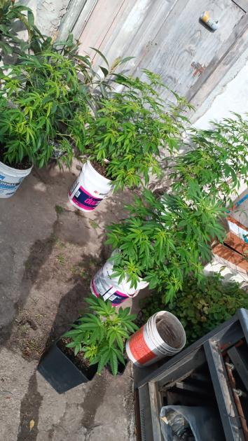 Plantas de marihuana incautadas Plantas de marihuana incautadas