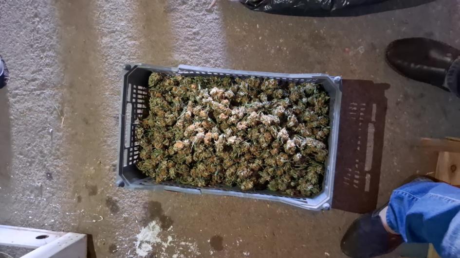 Cogollos de marihuana incautados. Cogollos de marihuana incautados.