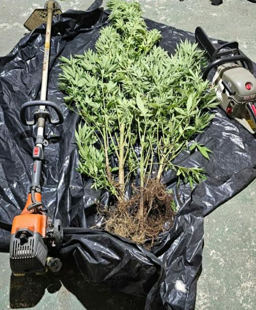 Plantas de marihuana y herramientas incautadas