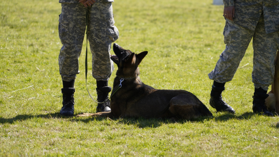 canes de la Unidad Táctica k9 canes de la Unidad Táctica k9